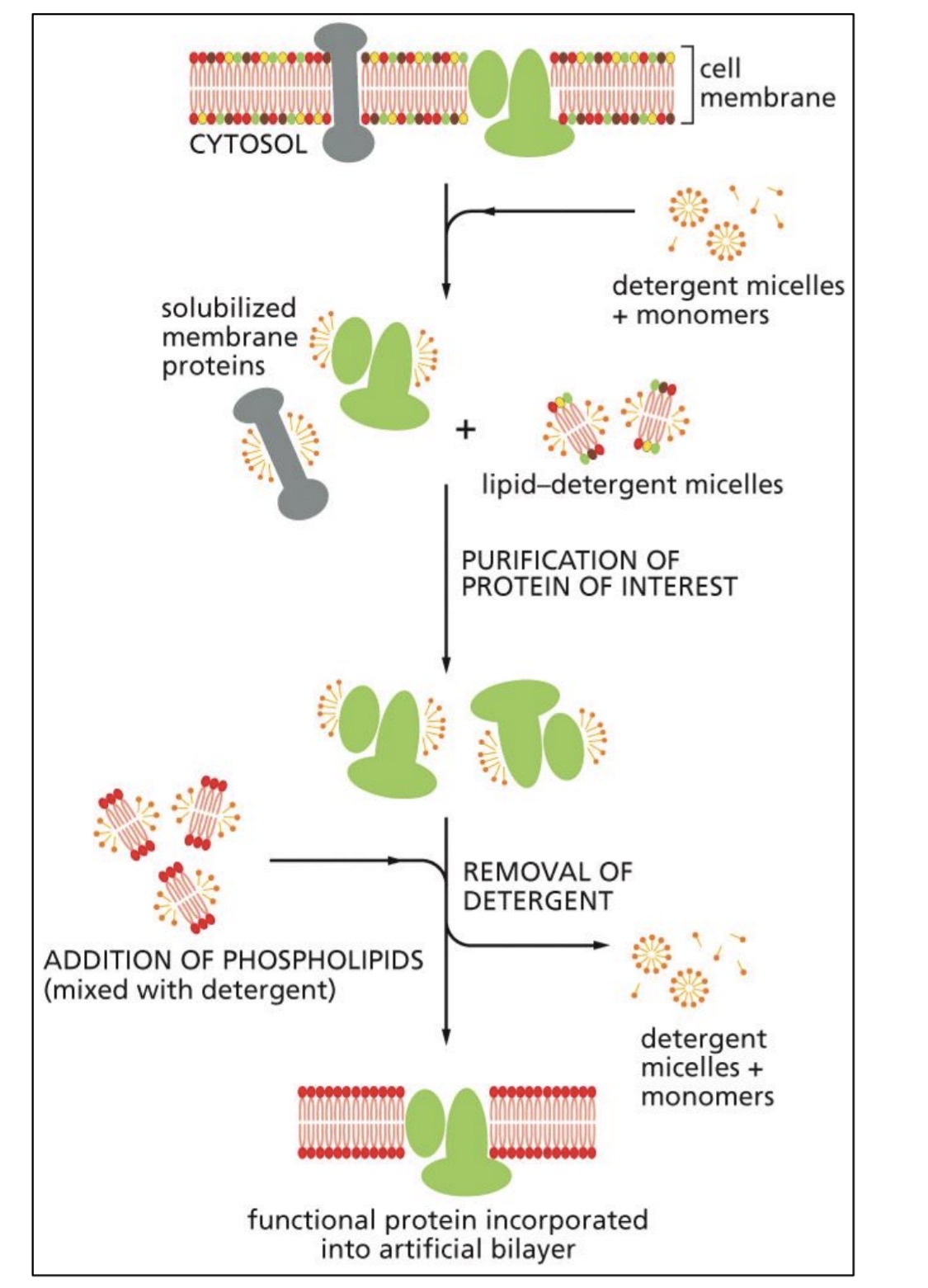 <ol><li><p>detergent to denature bilayer</p></li><li><p>purify protein</p></li><li><p>add artificial lipids</p></li><li><p>remove detergent</p></li><li><p>form liposome</p></li><li><p>study protein</p></li></ol><p></p>