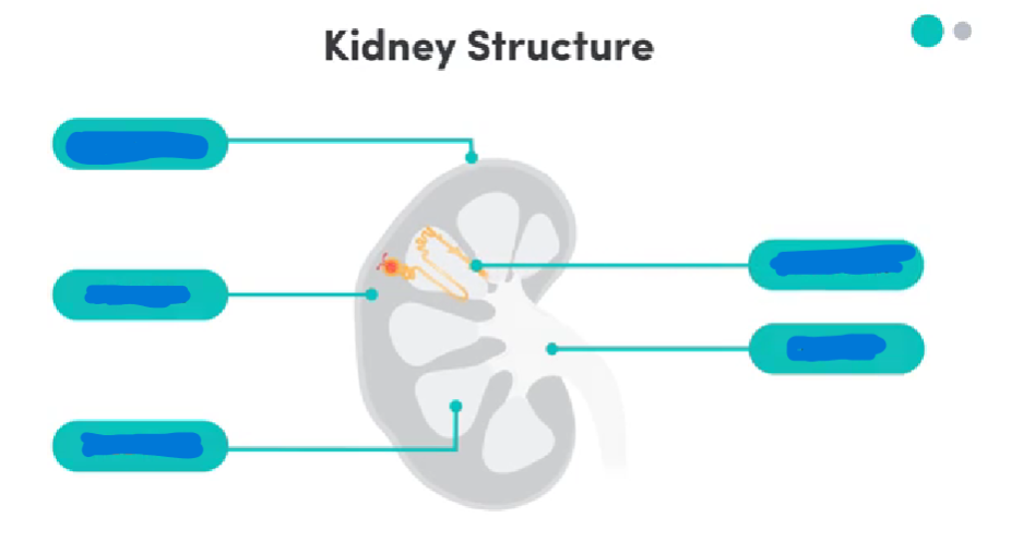 <p>Label the kidney</p>