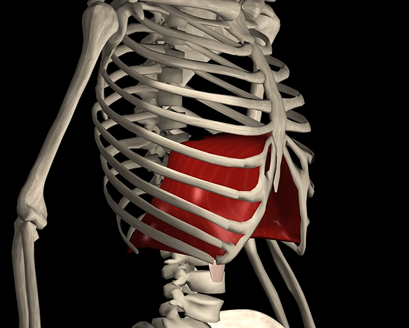 <p>Function: expands and contracts chest cavity</p><p>Origin: sternum, ribs, &amp; vertebrae</p><p>Insertion: central tendon</p>