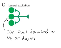 <p>Neurons within a level can communicate through both local and long-range lateral connections (C). Allows for computation to occur within a particular level of a circuit before output is transmitted to the next level via feedforward or feedback connections. </p>