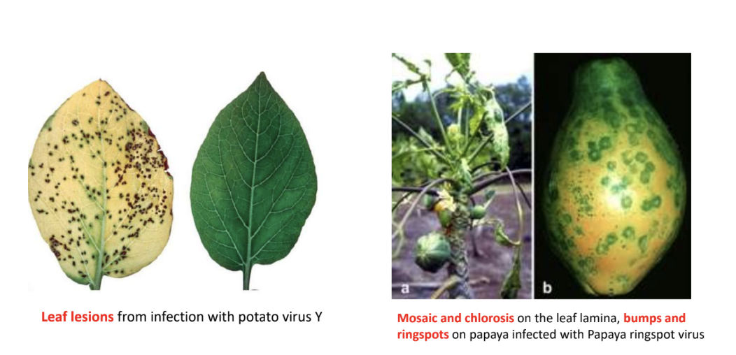 <p><strong><em><u>plmb</u></em></strong></p><ul><li><p><strong>Pock marks or lesions </strong>on chorioallantoic membrane of egg</p></li><li><p><strong>Leaf lesions</strong> from infection with potato virus Y</p></li><li><p><strong>Mosaic &amp; chlorosis</strong> in leaf lamina</p></li><li><p><strong>Bumps &amp; ringspots</strong> in papaya infected with Papaya ringspot virus</p></li></ul><p></p>