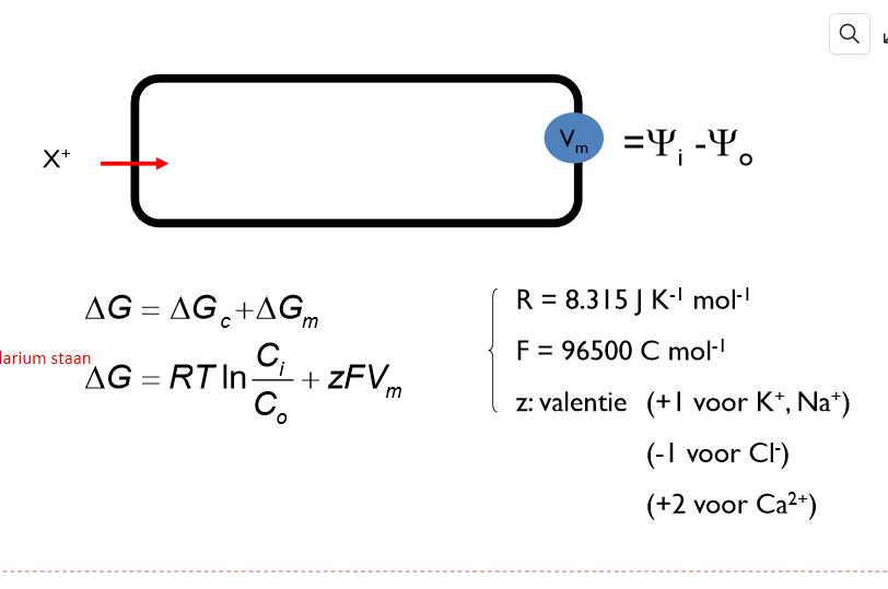 <p>ionenconcentratie + spanning over membraan → ΔG berekenen → adhv waarde ΔG bepalen of reactie spontaan/omgekeerde/in evenwicht is</p><ul><li><p>ΔG<0 → reactie spontaan</p></li><li><p>ΔG>0 → omgekeerde reactie gaat op</p></li><li><p>ΔG=0 → reactie in evenwicht</p></li></ul><p></p>