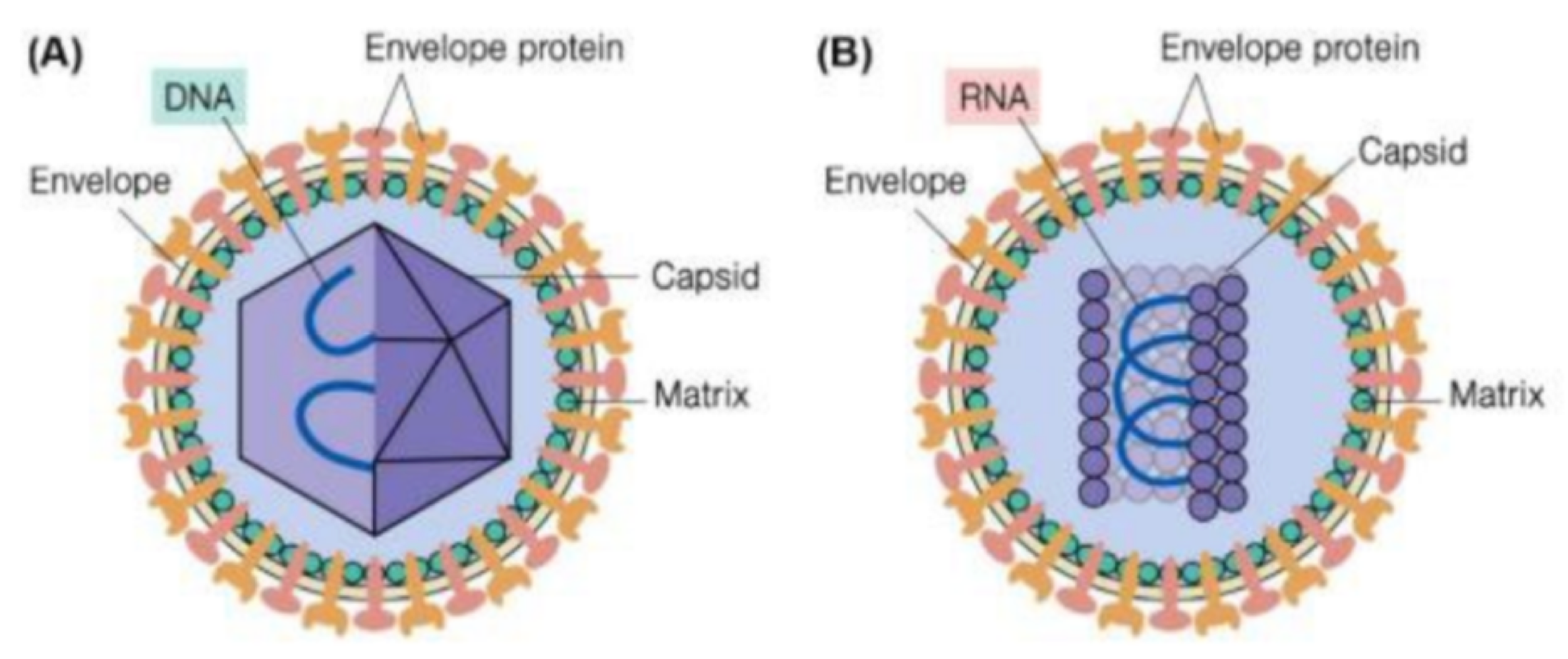 <p>false. viruses can have single <strong>or double stranded DNA, or RNA</strong> that codes for proteins required to assemble virions </p>