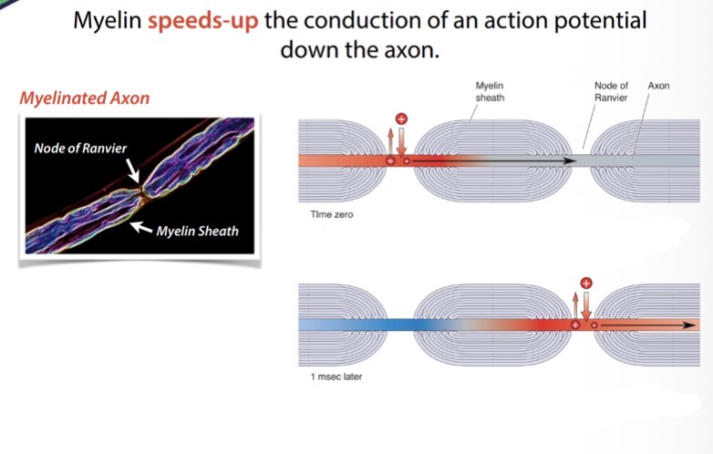 <p>How does myelin speed up the conduction of an action potentials firing down the axon? </p>
