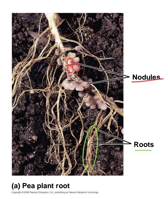 <p>symbiotic relationships</p>