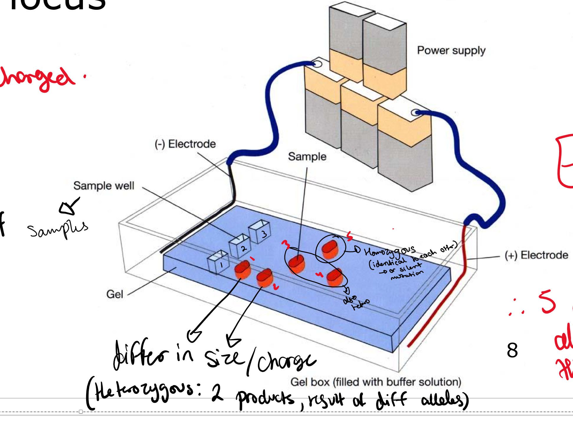 <p>Protein electrophoresis and measure the diversity in locus- because different alleles would give different shapes and they would all be placed at different spots due to their weight. If het then 2 is supposed to come out in one lane, if not then homo</p>