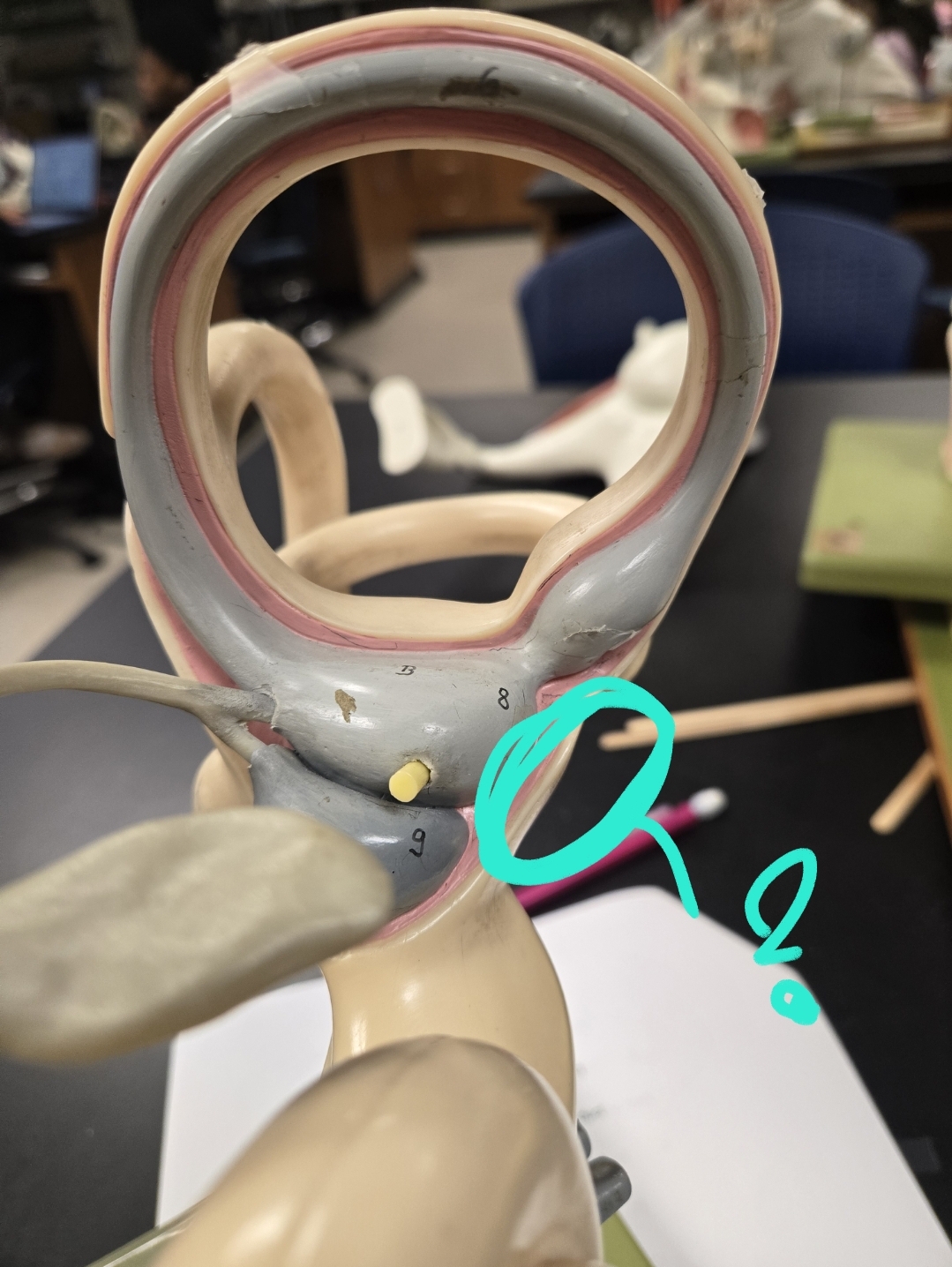 <p>Inner ear </p>