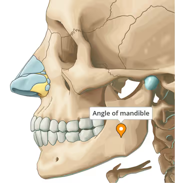 <p><strong>Ramus </strong></p><p><strong>Located @ <u>Mandible Bone</u></strong></p>