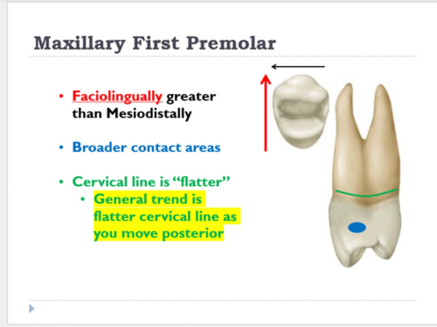 <p>cervical line gets flatter</p>