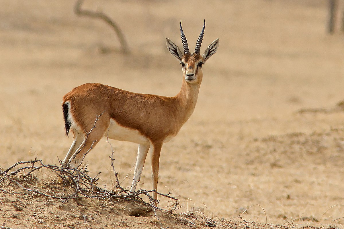 <p>غزال (<span>ghazaal) </span></p>