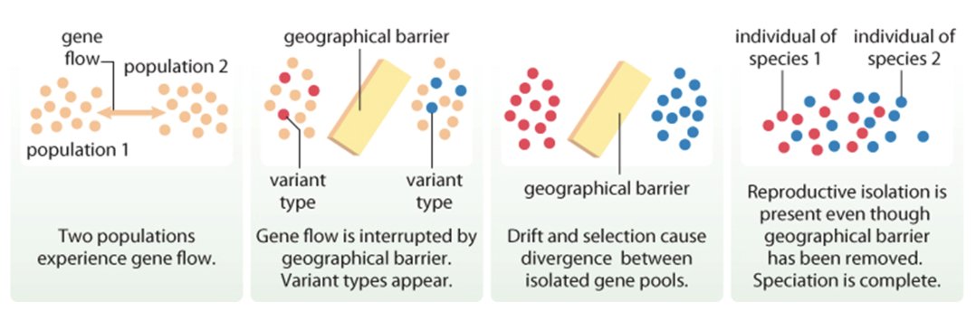 <ul><li><p><span>Most new species form when a single species is <strong>separated </strong>into two geographically isolated populations by <strong>geographical barrier&nbsp;</strong></span></p></li><li><p><span><strong>Physical separation </strong>prevents the exchange of genetic information.&nbsp;&nbsp;</span></p></li><li><p><span>Allele changes within each population eventually cause the gene pool of the populations to be so distinct that they would not be able to interbreed when re-introduced</span></p></li></ul><p></p>