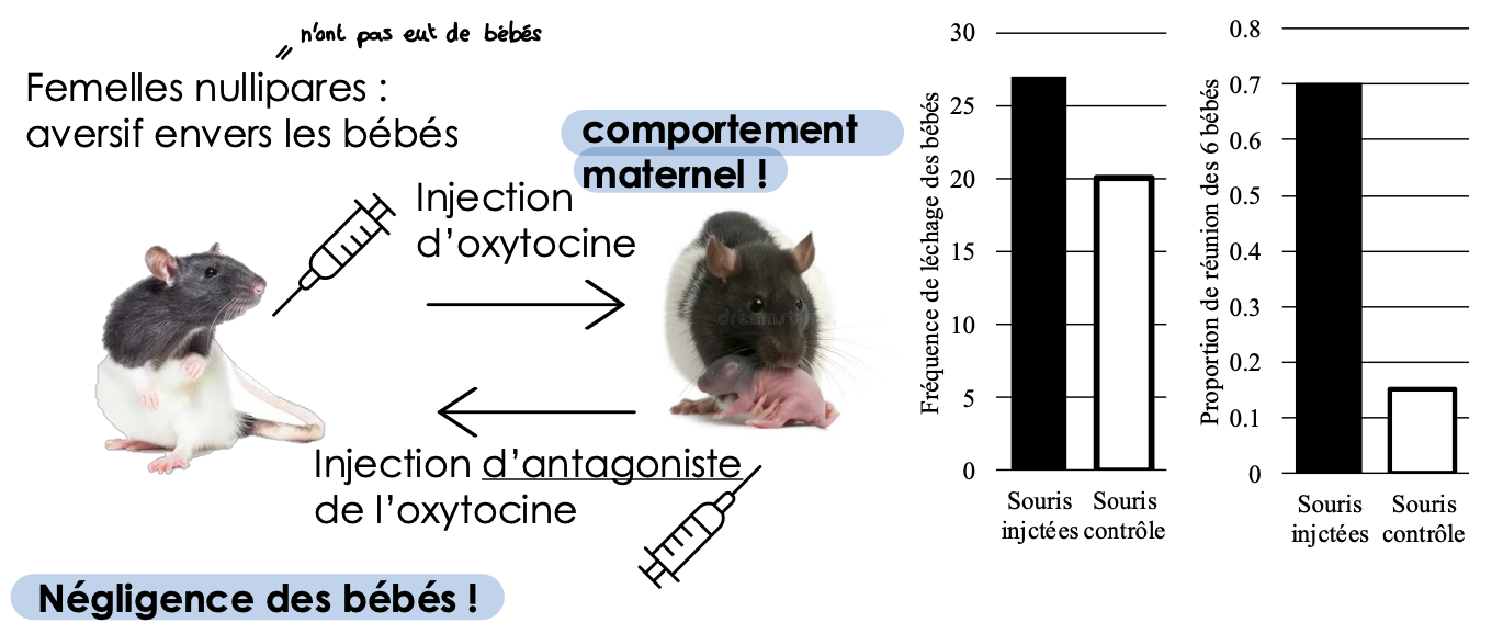 <ul><li><p>Implication du système dopaminergique et de l’hormone oxytocine dans les comportements maternels</p><ul><li><p>chez les rats : les mères aimantes ont plus d’oxytocine que des mères rejetantes</p></li></ul></li><li><p>Héritabilité des comportements maternels</p><ul><li><p>expérience sur le rat : “cross foster study” (garde croisée)</p></li></ul></li><li><p>Circuit dopaminergique </p></li></ul><p></p>