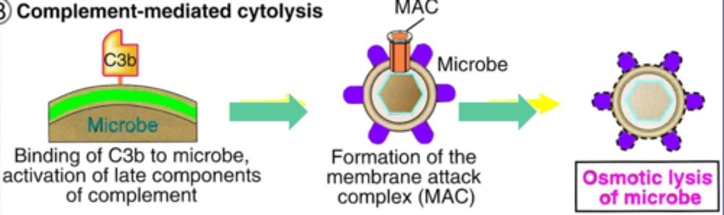 <p>form MAC to lyse microbes</p>