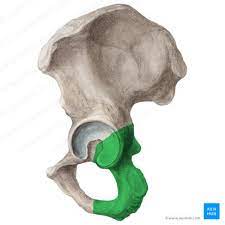 <p>Coxal Bone: Bone Location</p>