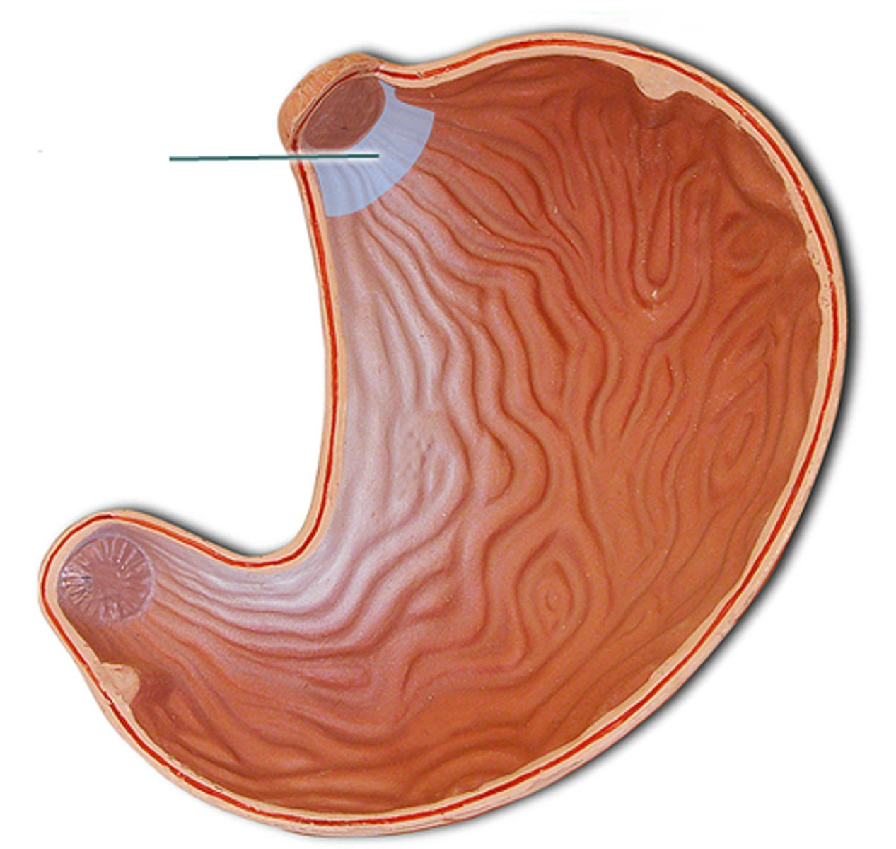 <p>Tapering region where the esophagus transitions into the stomach</p>