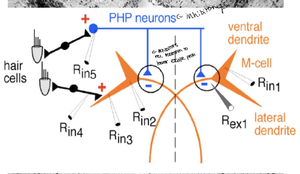 <p>The M-Cell is More Excitable in Dominant Males because they need to,escape predators more</p>