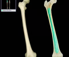 <p>hollow cavity filled with yellow marrow</p>