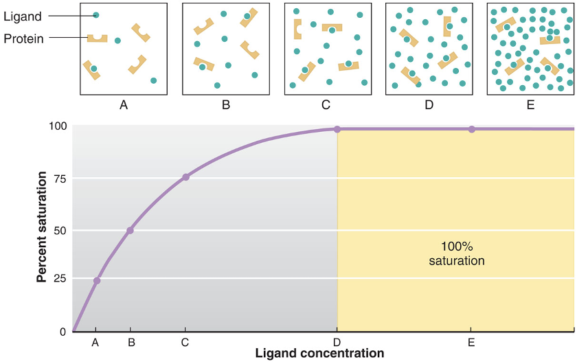 <p>a relative measure of how many binding sites are occupied at any moment (percentage value)</p><p>when all the binding sites are occupied, the population of binding sites is 100% saturated</p><p>when half the available sites are occupies, the system is 50% saturated</p>
