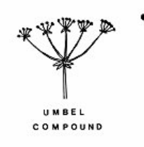 <p>Umbel inflorescence in which each umbel is made up of smaller umbels.</p>
