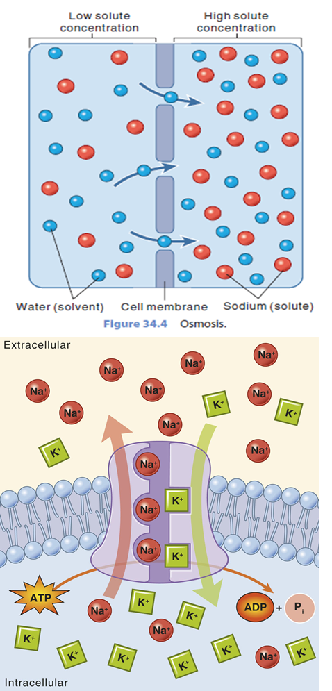 <p>diffusion def and what it relies on</p>