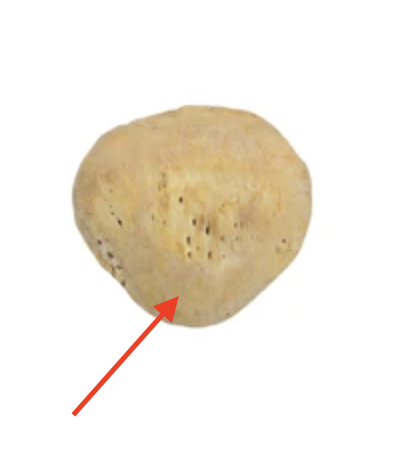 <p>the pointy inferior portion</p>