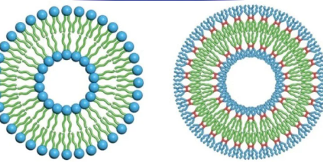 <p>Individual sacs made from cell membrane material that contains materials for transport into or out of the cell.</p>