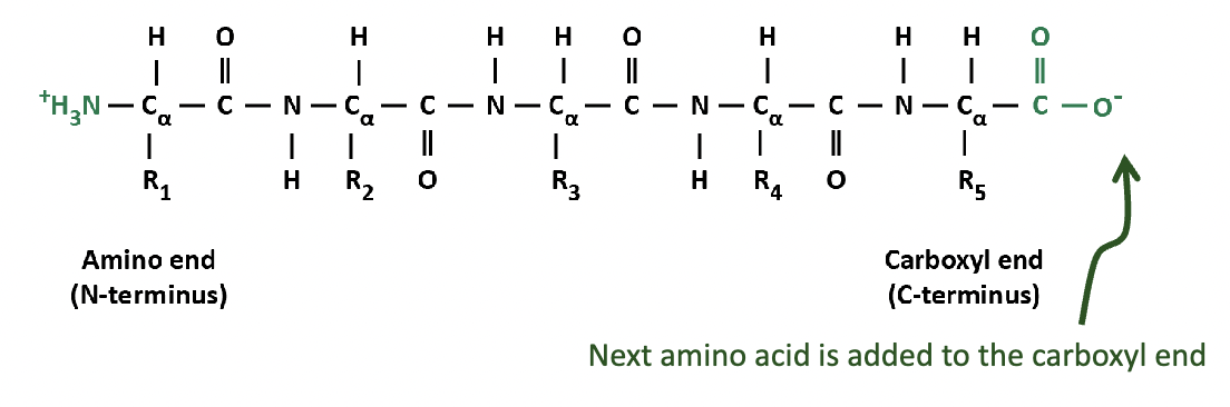 * a protein chain is conventionally depicted with its amino terminal on the left and its carboxyl terminal on the right