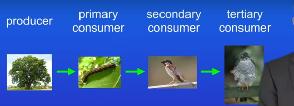 <p>A carnivore that eats other carnivores, scientists call positions on a food chain trophic levels,</p><p>Trophic means feeding.</p>