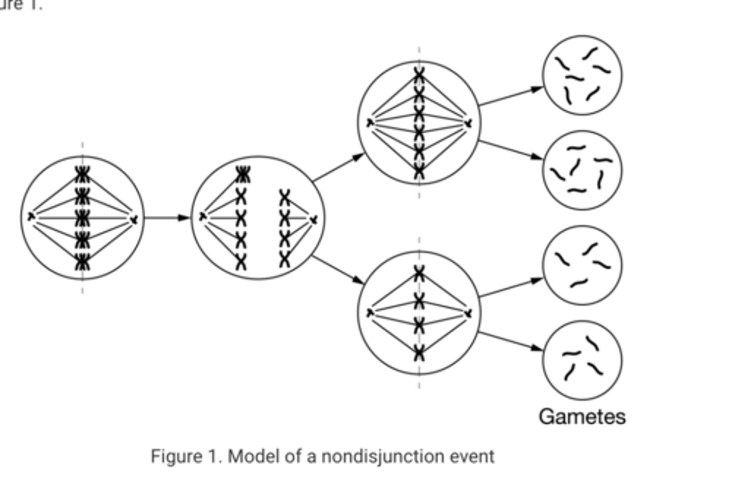<p>B.Because nondisjunction occurred in anaphase I, all gametes will have an abnormal chromosome number and the individual will likely exhibit phenotypic evidence of the nondisjunction event.</p>