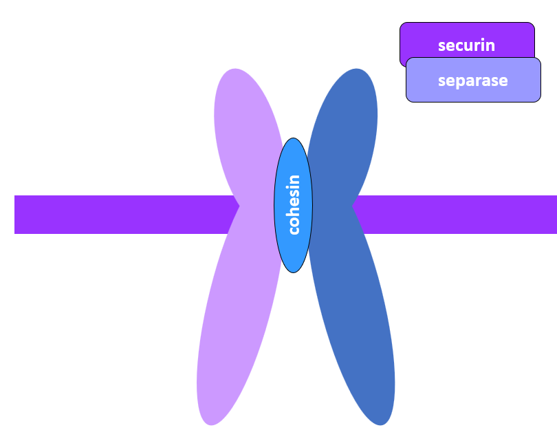 __protein complexes__

* **securin-separase complex**: securin is degraded, which frees separase
* **separase** removes cohesin

\
__microtubules__

* **astral MT**: catastrophe from + end, shortened to pull centrosomes outward
* **interpolar MT**: no catastrophe, separated by motors
* **kinetochore MT**: catastrophe from + and - end

\
__forces pulling on chromosomes__

* depolymerization of MT at + end
* depolymerization of MT at - end