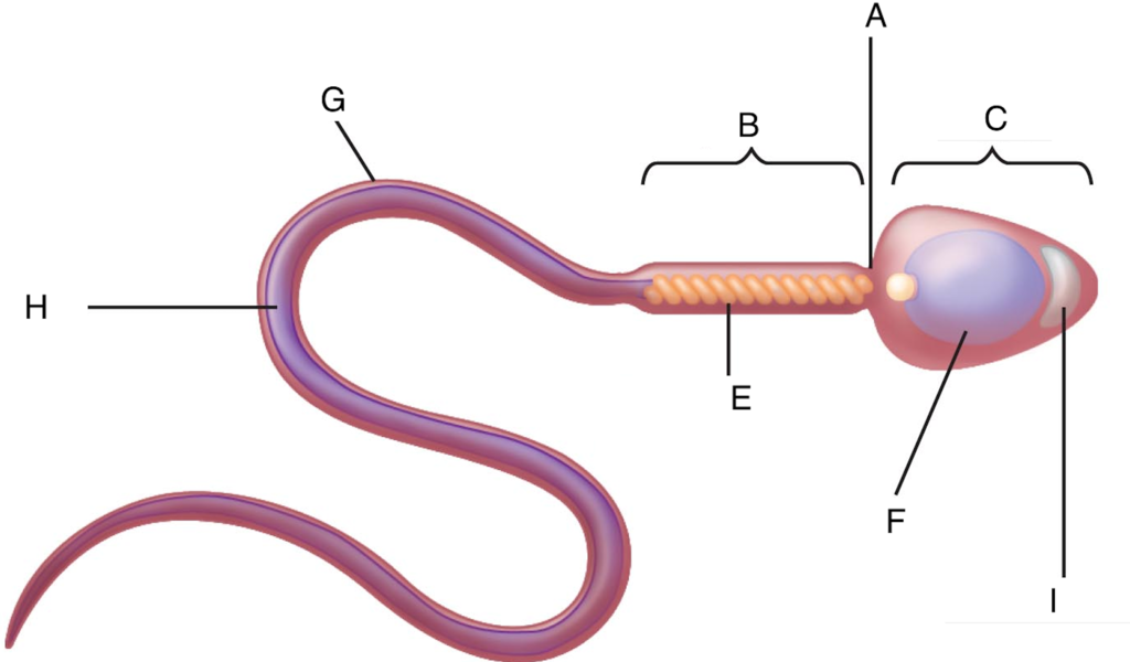 <p>Male (flage-um) What is letter H and also aka tail?</p>