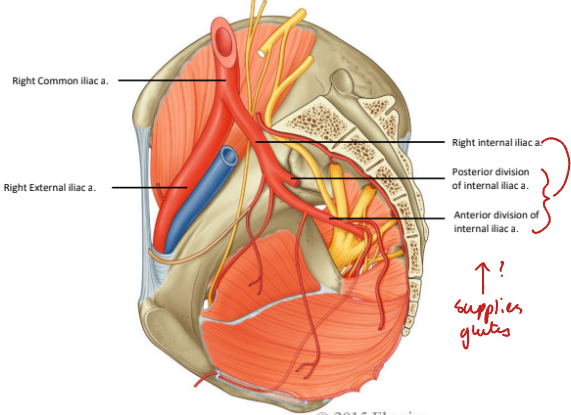 <p>An anterior and a posterior division.</p>