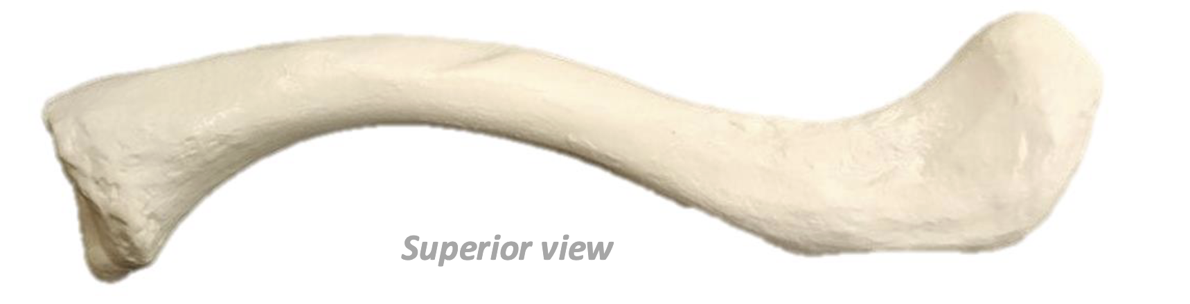 <p>What Bone Is This?</p>
