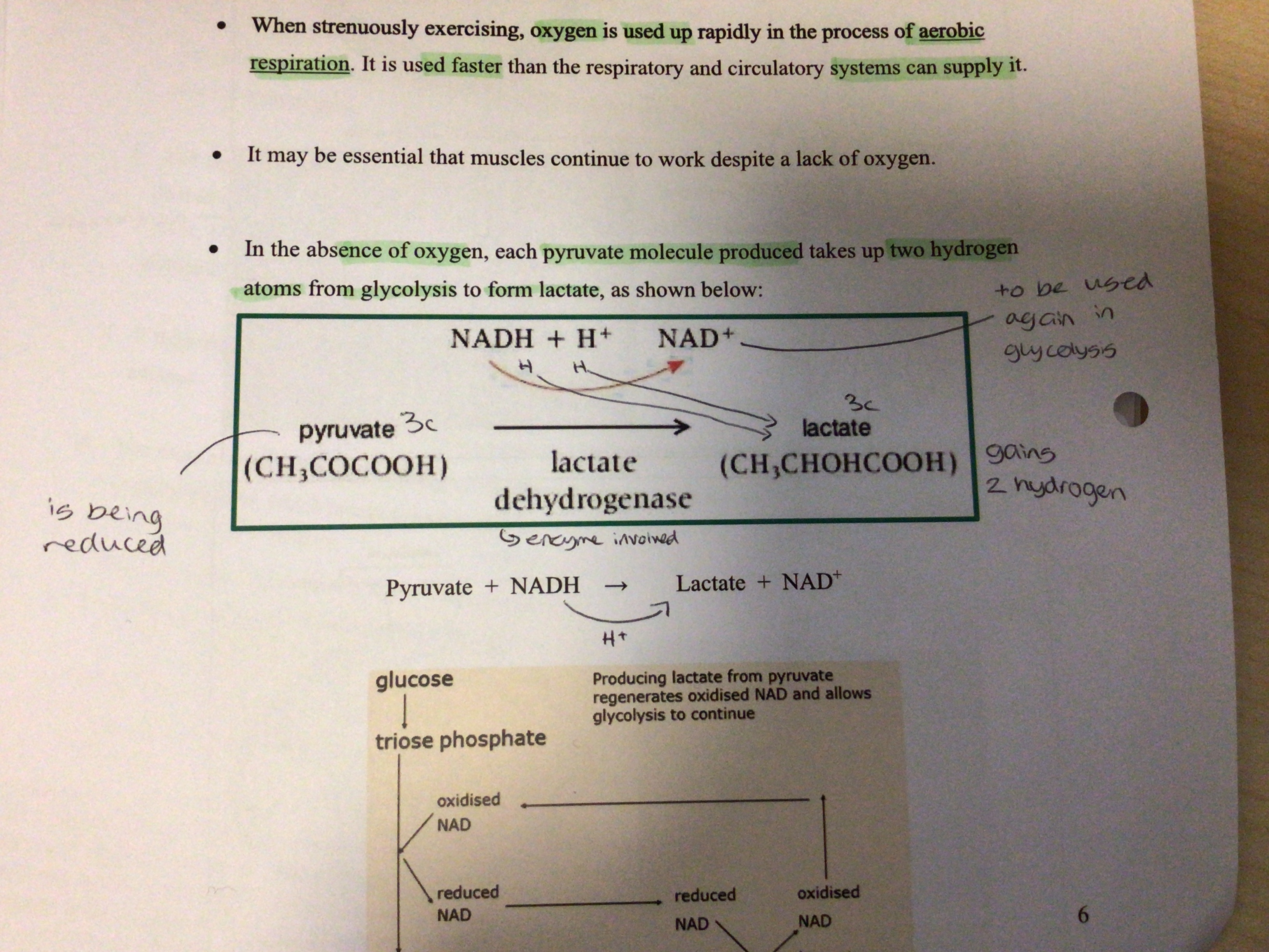 <p>In the absence of oxygen, each pyruvate molecule produced takes up 2 hydrogen atoms from glycolysis to form lactate (lactate dehydrogenase is the enzyme involved)</p><p>Pyruvate + NADH → lactate + NAD+</p>