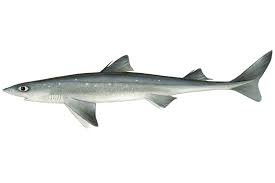 <p>A small shark species found in both temperate and tropical waters, particularly abundant in the Northwest Pacific and Atlantic, recognized for its sharp spines and elongated body. This type of shark<mark data-color="blue" style="background-color: blue; color: inherit"> </mark><mark data-color="#e82020" style="background-color: #e82020; color: inherit">is eddible</mark>.</p>