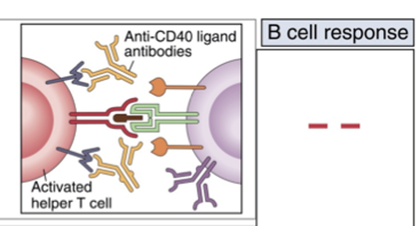 <p>Loss of function of CD40 ligand (CD154) that is expressed on helper T cells</p><p>Prevents the T cell from co-stimulating antigen-specific B cells</p>