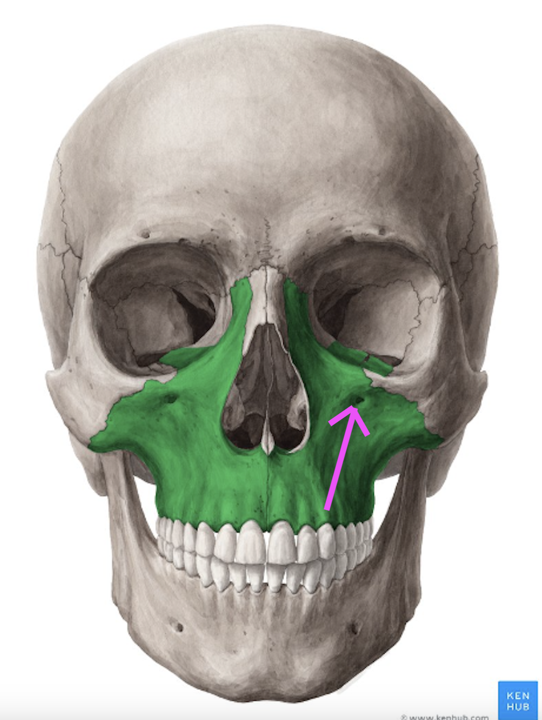 <p>What bone marking is this?</p>