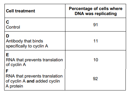 <p>Scientists investigated the function of a eukaryotic cell protein called cyclin A which is thought to be involved with the binding of one of the enzymes required at the start of DNA replication.</p><p>Treated cultures of cells in the following ways:</p><p>C – Control cells, untreated</p><p>D – Added antibody that binds specifically to cyclin A</p><p>E – Added RNA that prevents translation of cyclin A</p><p>F – Added RNA that prevents translation of cyclin A and added cyclin A protein</p><p>They then determined the percentage of cells in each culture in which DNA was replicating. Their results are shown in the table.</p><p>Suggest explanations for the results in the table. (3 marks)</p>