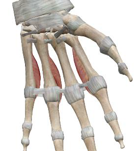 <p>Interosseux palmaires (3 à 4)</p>