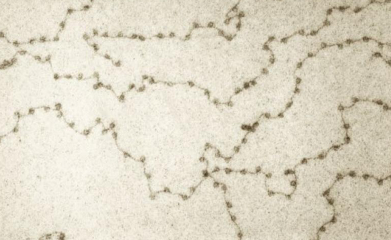 <p>DNA + histone octamer (nucleosomes)</p>