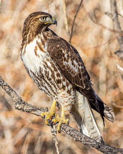 <p><strong>Red-tailed Hawk</strong></p>