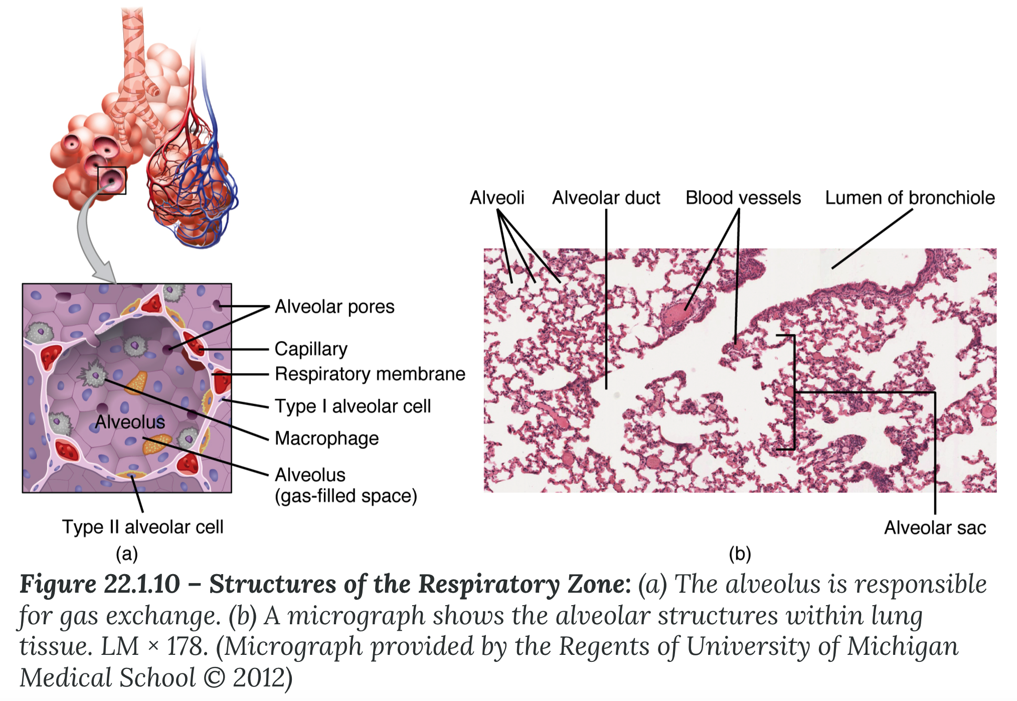 <ol start="2"><li><p><strong>Alveoli</strong></p></li></ol><ul><li><p><strong>Type 1 alveolar cell</strong></p><ul><li><p>______ epithelial cell</p></li><li><p>constitute up to 97% of the alveolar surface area</p></li><li><p>highly _____ to gases</p></li></ul></li><li><p><strong>Type 2 alveolar cell</strong></p><ul><li><p>interspersed among the type I cells and secretes <strong>pulmonary _______</strong></p><ul><li><p>a substance composed of phospholipids and proteins that reduces the surface ______ of the alveoli</p></li></ul></li></ul></li><li><p><strong>Alveolar macrophage</strong></p><ul><li><p>______ cell of the immune system that removes debris and pathogens that have reached the alveoli</p></li></ul></li></ul>