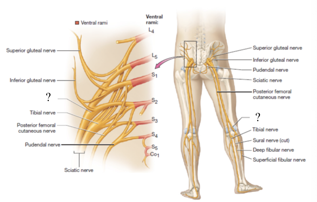 <p>divided into superficial and deep fibular nerves</p>