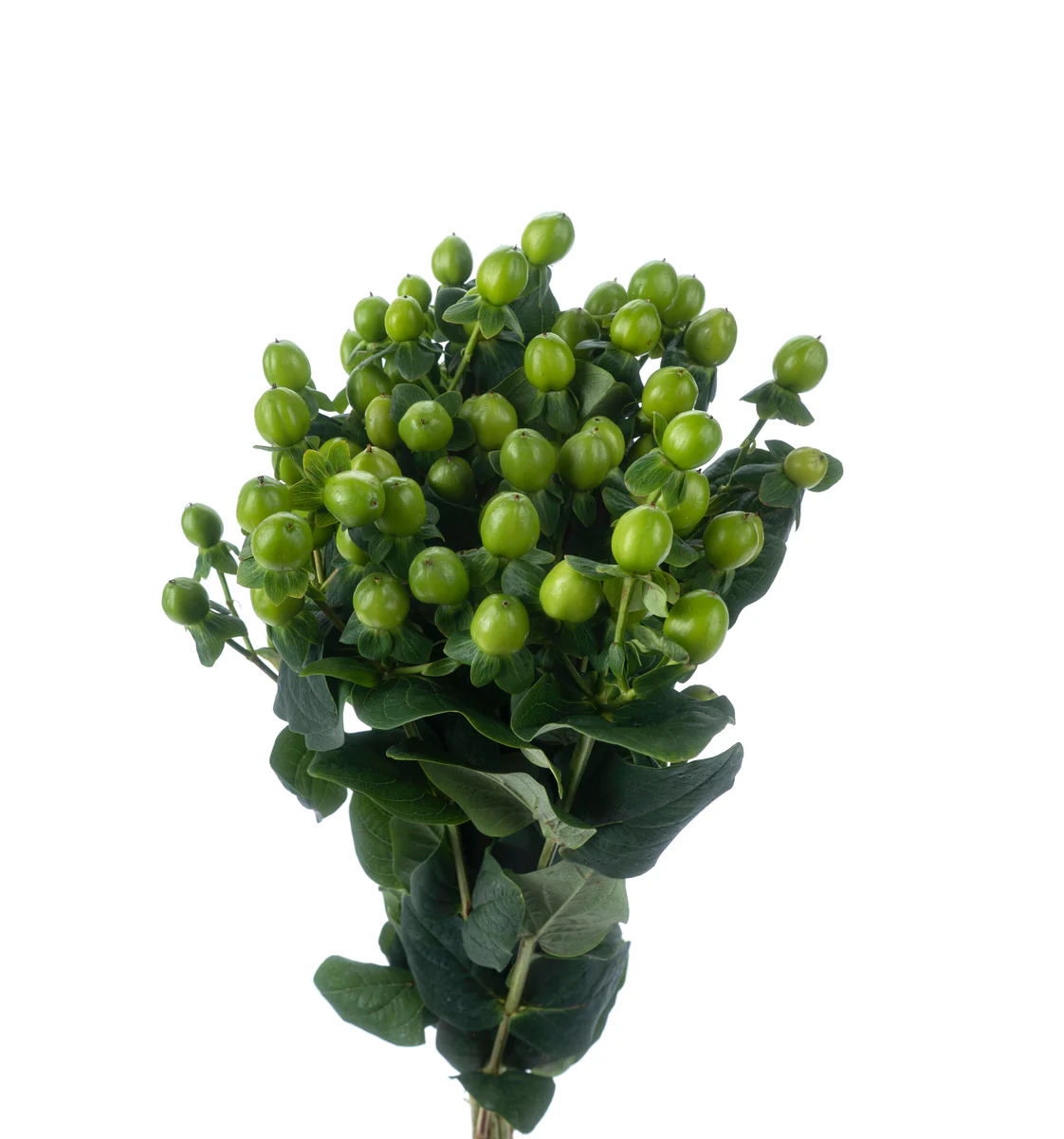<p>Hypericum</p>