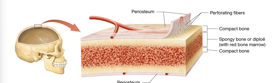 <p>Do not have Diaphysis, epiphyses, medullary cavities, epiphyseal lines, or epiphyseal plates.</p><p>Periosteum- a membrane composed of dense irregular connective tissue, rich blood vessels, and nerves that surrounds the outer surface of long bones.</p><p>internal structure- two outer layers of thin compact bone with middle layer of spongy bone and associated bone marrow</p><p>Some flat and irregular bones of skull contain hollow, air-filled spaces (Sinuses) which reduce bone weight.</p>