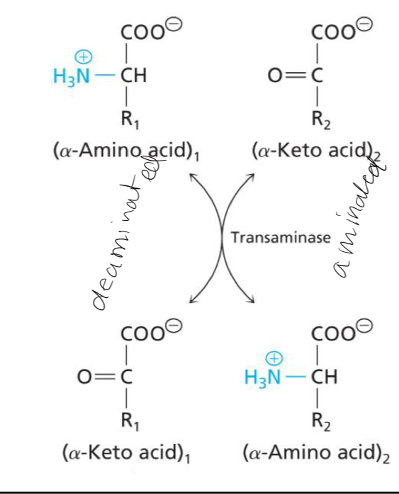 <p>Deamination of α-amino and amination of α-keto acids</p>