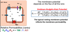The membrane potential  \n depends on the flux of all the ions

\
The typical resting membrane potential  \n reflects the membrane permeability.

\
Cells are dominated by K+ leaks and therefore there is  \n a negative membrane potential (Em). We can expect a Em not as negative as the  \n Equilibrium potential of K+,  \n because the influx of Na+ makes the Em more positive.