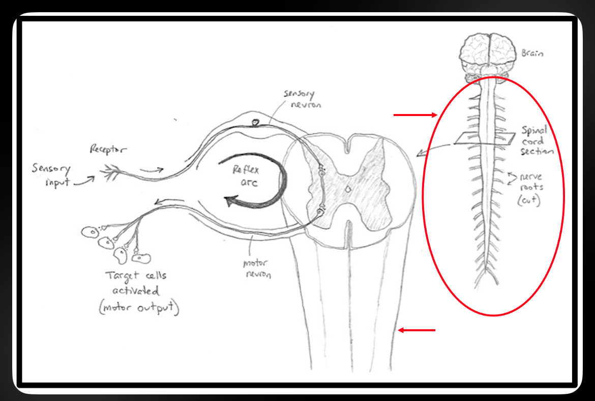 <p>Conducts signals to and from brain; reflex center</p>