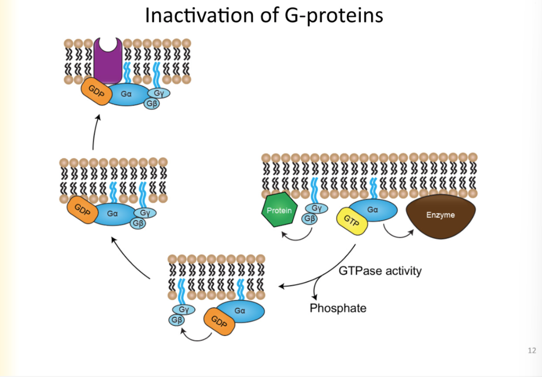 <p>** Not the opposite of activation</p><ol><li><p>G-alpha subunit has INTRINSIC gtp-ase activity </p><ul><li><p>means GTP-ase hydrolyzing GTP</p></li></ul></li><li><p>hydrolysis changes GTP to GDP </p></li><li><p>G-alpha has high affinity for GDP</p></li><li><p>reassociates with membrane receptor</p></li><li><p>back to resting state</p></li></ol><p>metabotropic effects last longer and takes longer</p><ul><li><p>secondary reaction to the activation of g proteins lasts longer than the receptor inactivated</p></li><li><p>for iontropic receptors, after channel done with conducting ions, the effect is not seen</p></li><li><p>seconds vs a few miliseconds to open channels </p></li></ul>