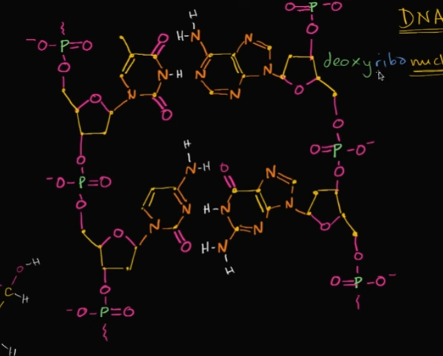<p>In this image, how many nucleotides are pictured?</p>